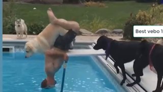 Funniest Viral Dog Video 2018-whats app new video dog