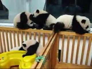 子パンダの乱闘