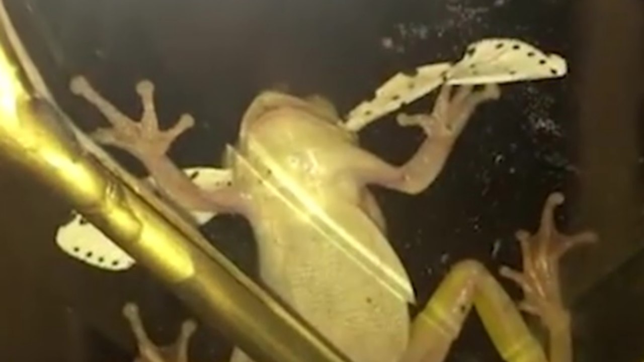 Un papillon se débat comme un malade pour sortir de la bouche d'une grenouille