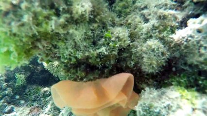 Скачать видео: Enjoy Snorkeling the Coral Gardens of Aroa Lagoonarium Marine Reserve 