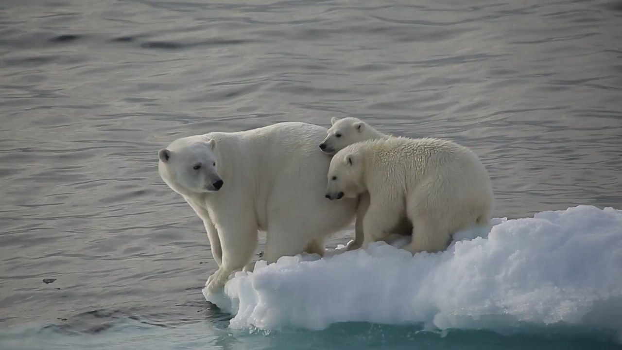 "지구 기온 상승 1.5℃로 제한"...인류 1,000명 구한다 / YTN