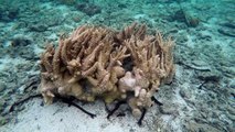 Endangered Stag Horn Coral Colony Aroa Lagoonarium Marine Reserve 