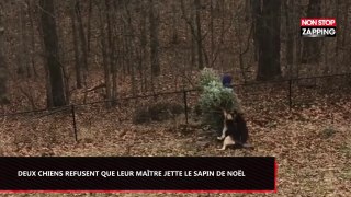 Deux chiens refusent que leur maître se débarrasse du sapin de noël, les images hilarantes (Vidéo)
