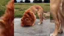 Un chien déguisé en roi lion