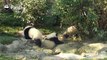 Don’t worry, princess Qi Yi. You still look graceful after falling into the water!A panda a day, keeps the sorrow away.