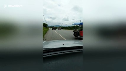 Dog rides on the roof of pick-up truck
