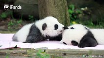 Yun Wen: Your lipstick smells like milk. Can I have a taste of it?A panda a day, keeps the sorrow away.