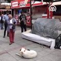 sokak köpeği kediye annelik yapıyor