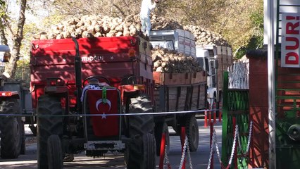 Uşak'ta şeker pancarı alımları başladı