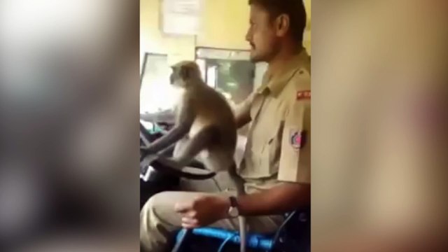 La India es otro planeta: mono conduce autobús de pasajeros