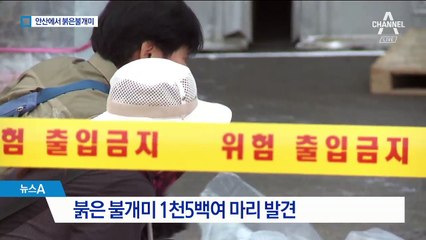 안산서 붉은불개미 1500마리 발견…방역망 헛점