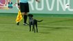 شاهد: كلب يقتحم الملعب خلال مباراة لكرة القدم في جورجيا
