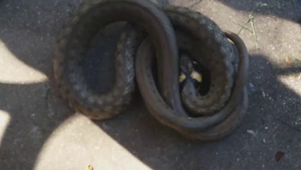 Ce serpent en panique se met à tourner dans tout les sens... Incompréhensible