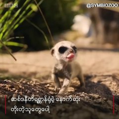 ၾသစေၾတးလ်က တိရစၦာန္႐ုံတခုမွာ မီးရားကတ္ကေလးေတြ သားေပါက္ေတာ့#ဘီဘီစီျမန္မာပိုင္း