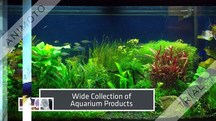 Affordable Aquarium Warehouse