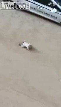 Ce père indigne laisse son bébé à 4 pattes dans la rue pendant qu'il téléphone