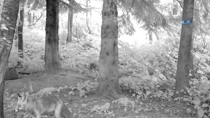Ordu'nun 'Yaban' Hayatı Fotokapanla Görüntüleniyor