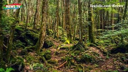 Những bí ẩn về khu rừng tự sát Aokigahara có thật tại Nhật