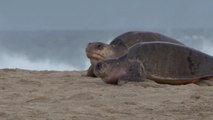 هذا الصباح- شواطئ المكسيك تستعد لاستقبال السلاحف
