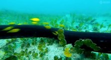 Great Barrier Reef S01 - Ep02 Reef to Rainforest - Part 01 HD Watch
