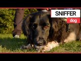 Cute Sniffer Dog Born To Protect Species of NEWT! | SWNS TV