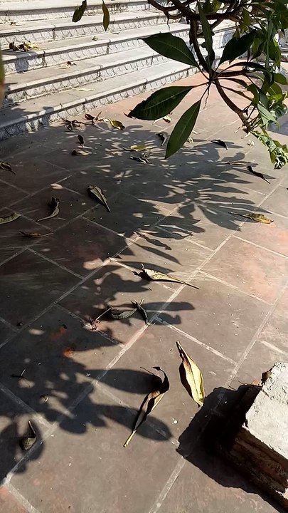the hiding of a reptile when the weather is hot