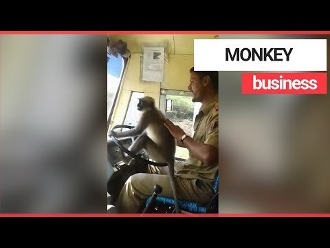 Bus driver lets monkey take the wheel of bus | SWNS TV