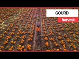 Aerial video shows massive pumpkin farm in Nottinghamshire | SWNS TV