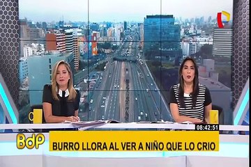 Burro rompe en llanto al reencontrarse con la niña que lo crió