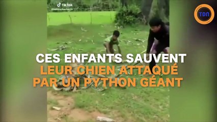Ces enfants sauvent leur chien d'un python !