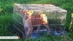 Jogger Finds Abandoned, Caged Lion Cub In A Meadow