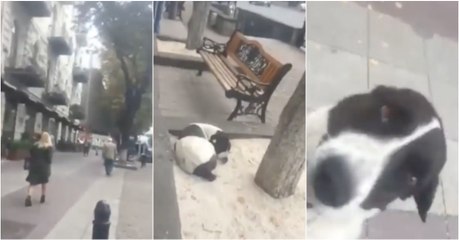 Homem encontra o seu cão na rua após 3 anos perdido