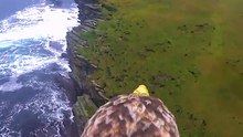 Câmara colocada em águia registra imagens absolutamente fantásticas