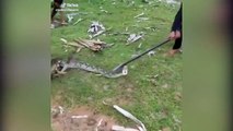Cane salvato da 3 ragazzi da un serpente