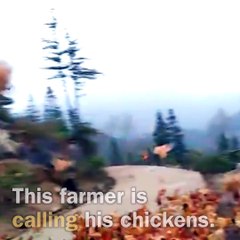 കോഴി ഫാമിലെ മനോഹര കാഴ്ചകൾ കാണാം