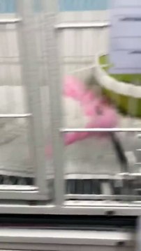 Comment les vétérinaires traitent vos animaux derrière votre dos