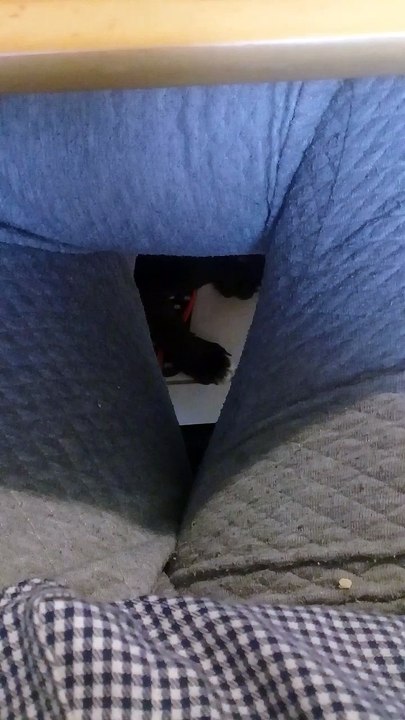 Dog Plays Peek-A-Boo