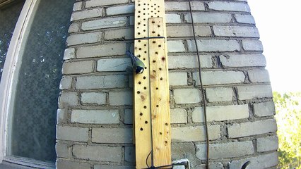 Woodpecker Discovers CCTV Camera