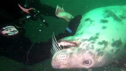 Father and Son Share Unforgettable Moment with Seal