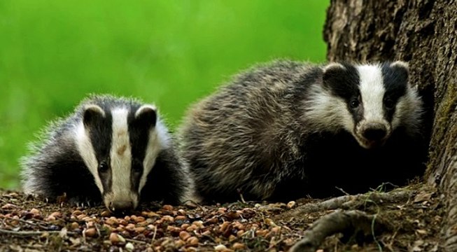 TalkRadio with Matthew Wright 14Sep18 - badger cull