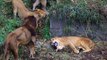 Plusieurs lions s'en prennent à une lionne qui se défend férocement