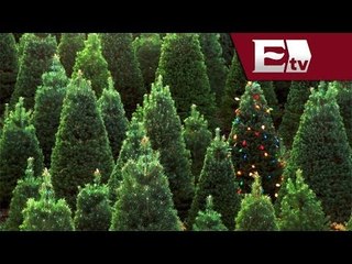 Iniciativa sustentable: Tala tu propio árbol de navidad /Infiltrados con Josefo Velázquez