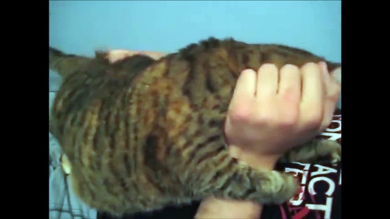 Funny Cats part 3