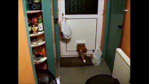 Funny Cats part 5