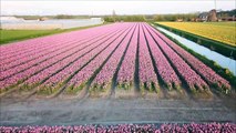 Spectacular aerial footage shows colourful bands of Dutch tulips
