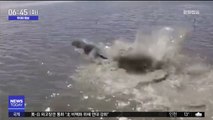 [투데이 영상] 진흙 속에 갇힌 '돌고래'