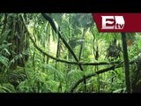 Top 5: películas en la selva / Función con Adrián Ruiz
