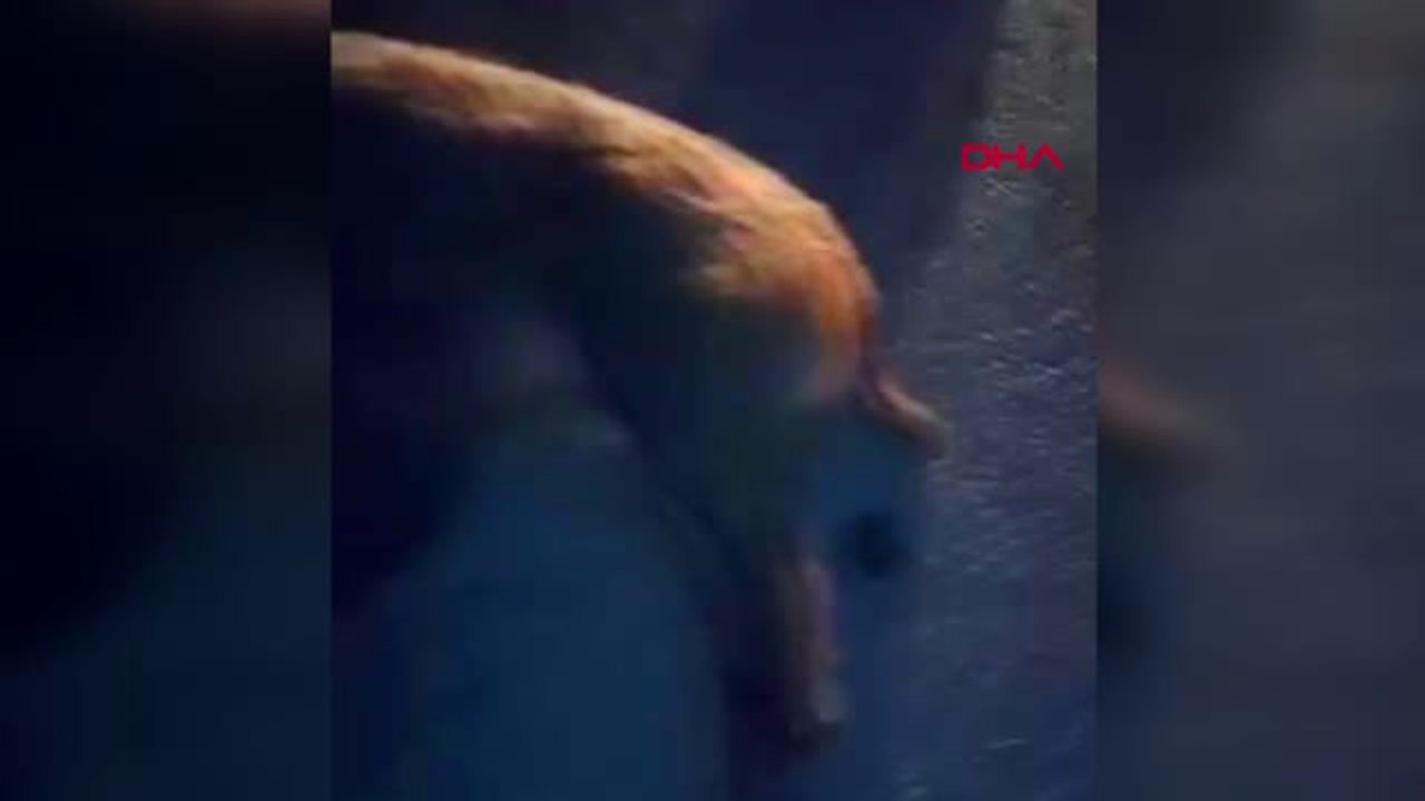 Sakarya - Panelvan Domuz Sürüsüne Çarptı, 17 Domuz Telef Oldu