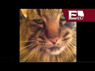 Desde la red: Gato ataca a su dueño mientras intenta grabarlo / Titulares Vianey Esquinca