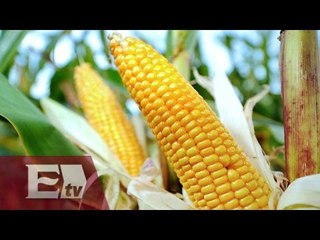 Monsanto reportó una caída en sus ventas/ Rodrigo Pacheco